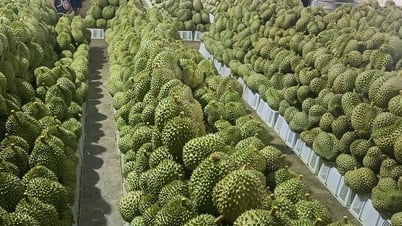Giá sầu riêng hôm nay 16/7: "Vỡ trận" tại thị trường Trung Quốc, sầu Thái tăng nhẹ trong nước