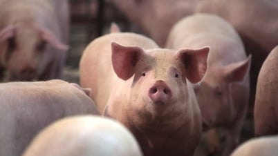 Giá heo hơi hôm nay 16/7: Lao thẳng đứng, miền Bắc và miền Trung có đáy mới