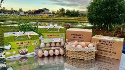 Gia trại sản xuất trứng gà ác chuẩn VietGAP quy mô lớn của Nghệ An