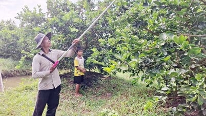 Chuyển đổi sản xuất, tạo sức bật cho đồng bào Khmer vươn lên