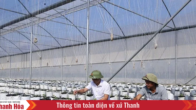 Chuyển đổi cơ cấu cây trồng thích ứng với biến đổi khí hậu