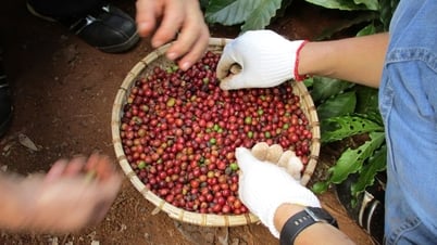 Giá nông sản ngày 16/7/2025: Cà phê bật tăng mạnh mẽ