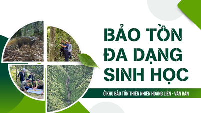 Bảo tồn đa dạng sinh học ở Khu Bảo tồn thiên nhiên Hoàng Liên - Văn Bàn