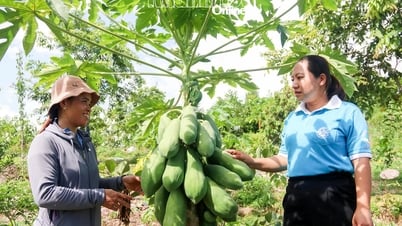 Vươn lên thoát nghèo từ trồng cây ăn quả kết hợp chăn nuôi