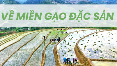 Về miền gạo đặc sản