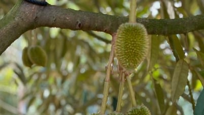 Nông dân kể chuyện làm hệ thống thoát nước vườn sầu riêng