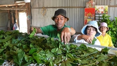 Phó Giám đốc Sở NNMT tỉnh Lâm Đồng: 5 giải pháp giảm nghèo bền vững vùng nông thôn