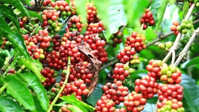 Giá cà phê ngày mai 17/7: Nguồn cung bất ngờ có khiến giá 'giật mình'?