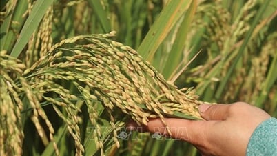 러시아 과학자들이 고수량 벼 품종을 만드는 새로운 방법을 발견했습니다.