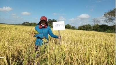 Chuyên gia Việt Nam mang sang Cuba không chỉ hạt giống, mà cả trái tim