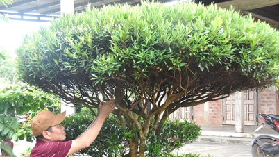 Tạo điểm nhấn mới lạ cho đường quê từ loại cây rù rì