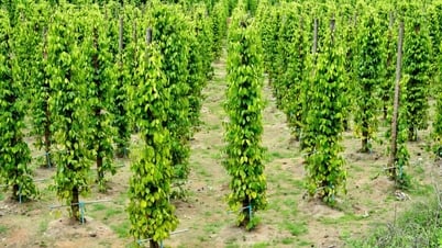 Giá tiêu hôm nay 16/7: Trong nước tăng, thế giới giảm mạnh