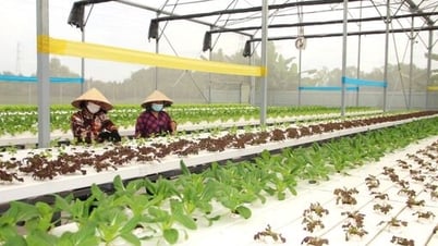 Tổ chức sản xuất hiện đại - Động lực nâng chất nông thôn mới