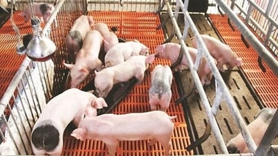Giá heo hơi ngày 16/7/2025: Tiếp tục giảm tại miền Bắc và miền Trung