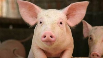 Giá heo hơi ngày 17/7/2025: Giảm nhẹ trên cả nước