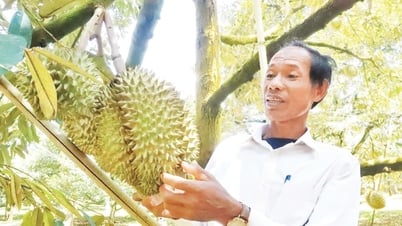 Phát triển ngành hàng sầu riêng bền vững