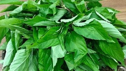 Loại rau siêu rẻ, ít ngậm hóa chất, người Nhật khen hết lời