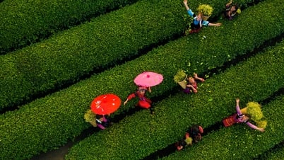 Sắc xanh bất tận trên cao nguyên Mộc Châu