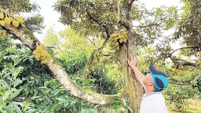 Đưa đặc sản Tây Nguyên ra thế giới