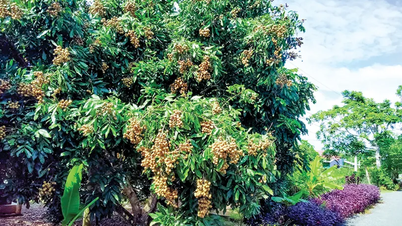 Bài học từ trồng cây theo phong trào