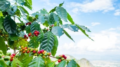 Giá cà phê hôm nay 17/7: Bất ngờ quay xe, tâm lý chốt lời kìm hãm tăng giá