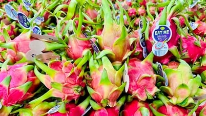 Sớm gỡ nút thắt “thủ tục xuất ngoại” cho thanh long đi châu Âu