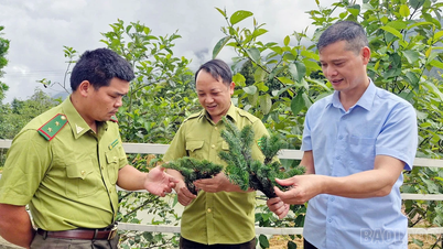 Phát hiện quần thể cây Vân sam Fansipan quý hiếm tại Khu bảo tồn thiên nhiên Bát Xát