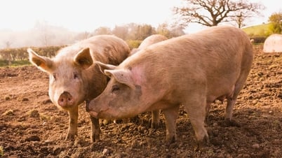 ราคาหมูวันนี้ 17 ก.ค. พังทั้งประเทศ ราคาหมู 3 ภาคร่วงพร้อมกัน