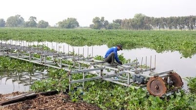 Cần trang bị thêm phương tiện xử lý lục bình trên sông Vàm Cỏ Đông
