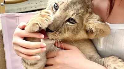 Cà phê ôm sư tử gây tranh cãi ở Trung Quốc