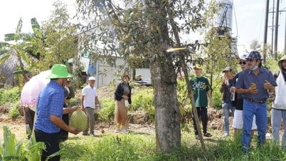 Du lịch trải nghiệm vườn sầu riêng thu hút khách