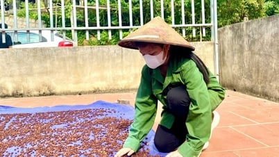 Biến mắc mật thành quả đặc sản