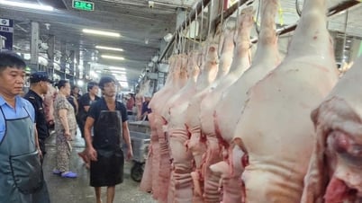 Giá heo liên tục giảm do ảnh hưởng dịch bệnh?