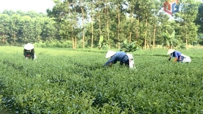 Tạo lập thương hiệu thực phẩm an toàn