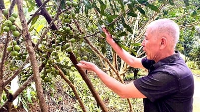 Gỡ khó cho người trồng mắc-ca