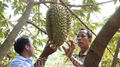 Khai thác tiềm năng phát triển kinh tế nông nghiệp vùng miền núi Bác Ái