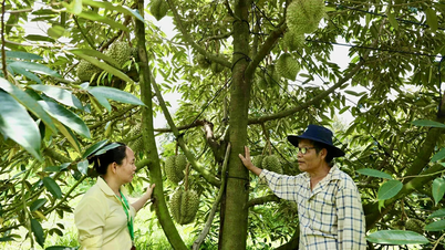 Vụ thu hoạch trái cây hè gặp khó