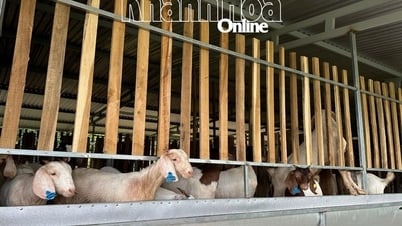 Xã Tây Khánh Vĩnh: Triển khai mô hình nuôi dê sinh sản