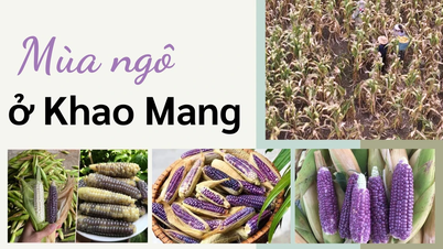 Mùa ngô ở Khao Mang