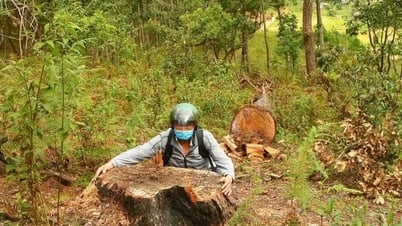 Hàng chục cây thông cổ thụ bị cưa hạ ở Lâm Đồng