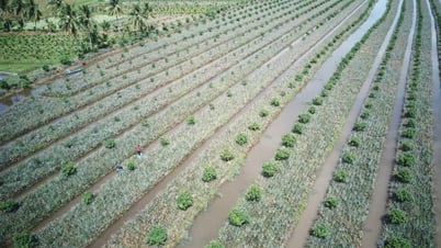 Tìm giải pháp tăng sức cạnh tranh, thúc đẩy xuất khẩu các sản phẩm trái cây có lợi thế