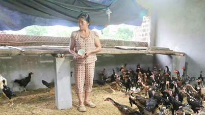 Promoting the role of savings and loan groups