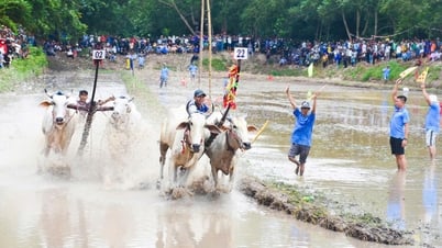 Sẽ tổ chức Hội đua bò chùa Rô năm 2025