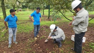 Triển khai các giải pháp bảo đảm an toàn thực phẩm trong vụ sầu riêng năm 2025