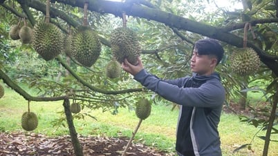Giá đầu vụ xuống thấp, nông dân trồng sầu riêng thấp thỏm