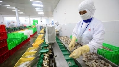 Trung Quốc chi 1,1 tỉ USD nhập thủy sản Việt Nam trong 6 tháng