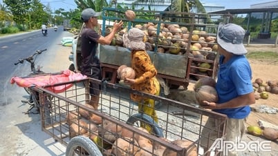 Giá dừa tươi giảm sâu, dừa khô tăng cao trở lại