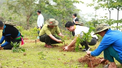 Hành trình 'Rừng cây tử tế'