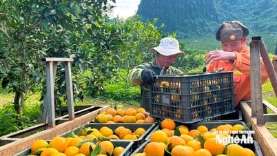 OCOP Nghệ An phát triển bền vững gắn với chuỗi giá trị và sản xuất sạch
