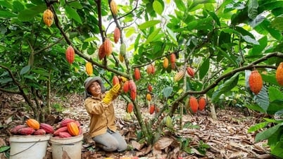 Thị trường ca cao rộng mở